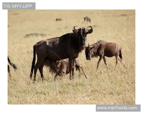 坦桑尼亚与肯尼亚的足球对决分析与展望
