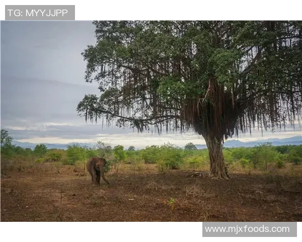 英格兰对荷兰比赛直播信息及观看渠道全攻略